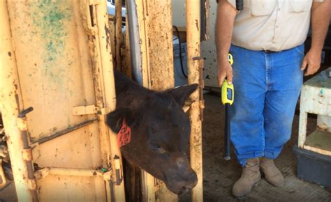 eid tags for cattle